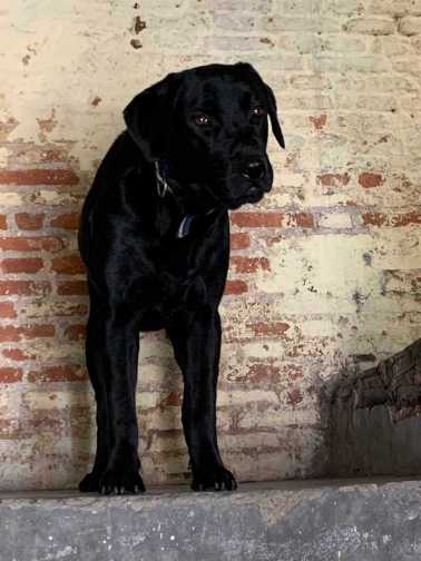Labrador Retriever Dogs For Mating In Dehradun