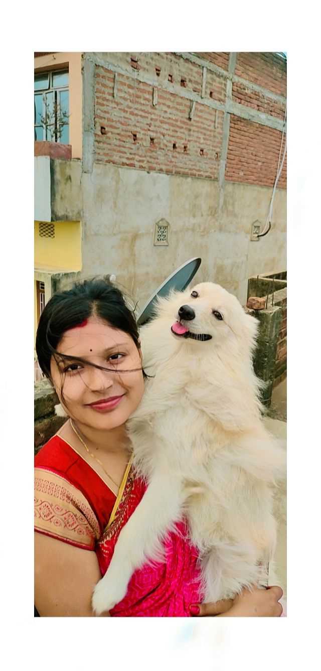 Pomeranian Dogs For Mating In Sambalpur