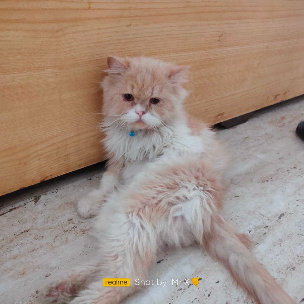 Persian Dogs For Mating In Gurgaon