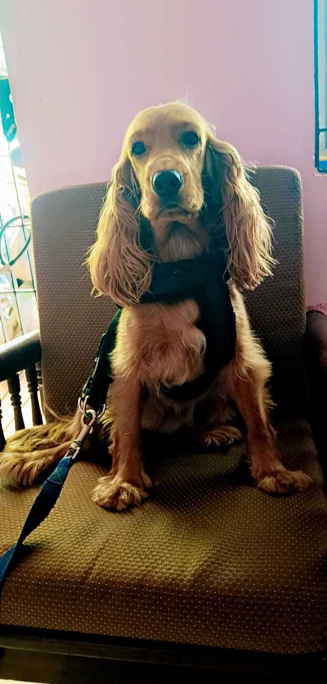 American Cocker Spaniel Dogs For Mating In Chennai
