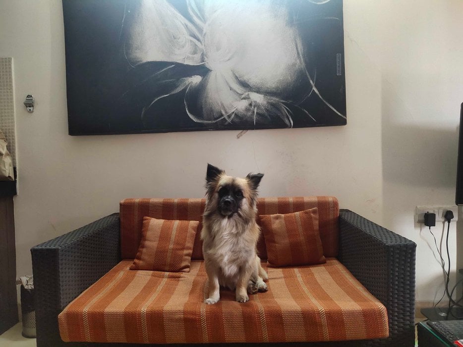German Spitz Dogs For Mating In Thane