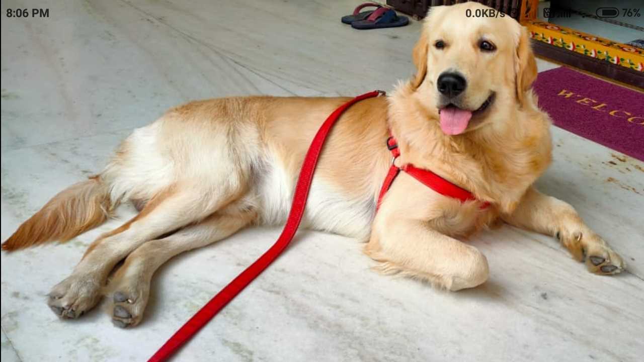 Golden Retriever Dogs For Mating In Kozhikode