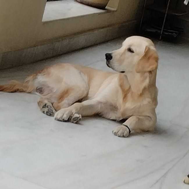 Golden Retriever Dogs For Mating In Kozhikode