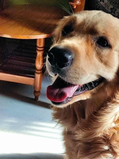 Golden Retriever Dogs For Mating In Kozhikode