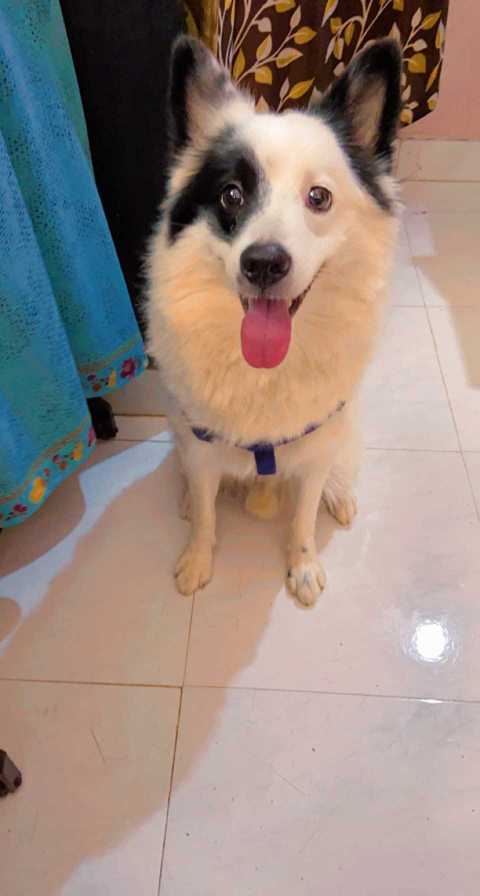 Pomeranian Dogs For Mating In Sambalpur