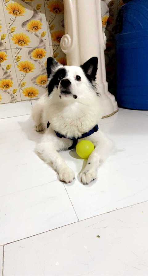 Pomeranian Dogs For Mating In Sambalpur