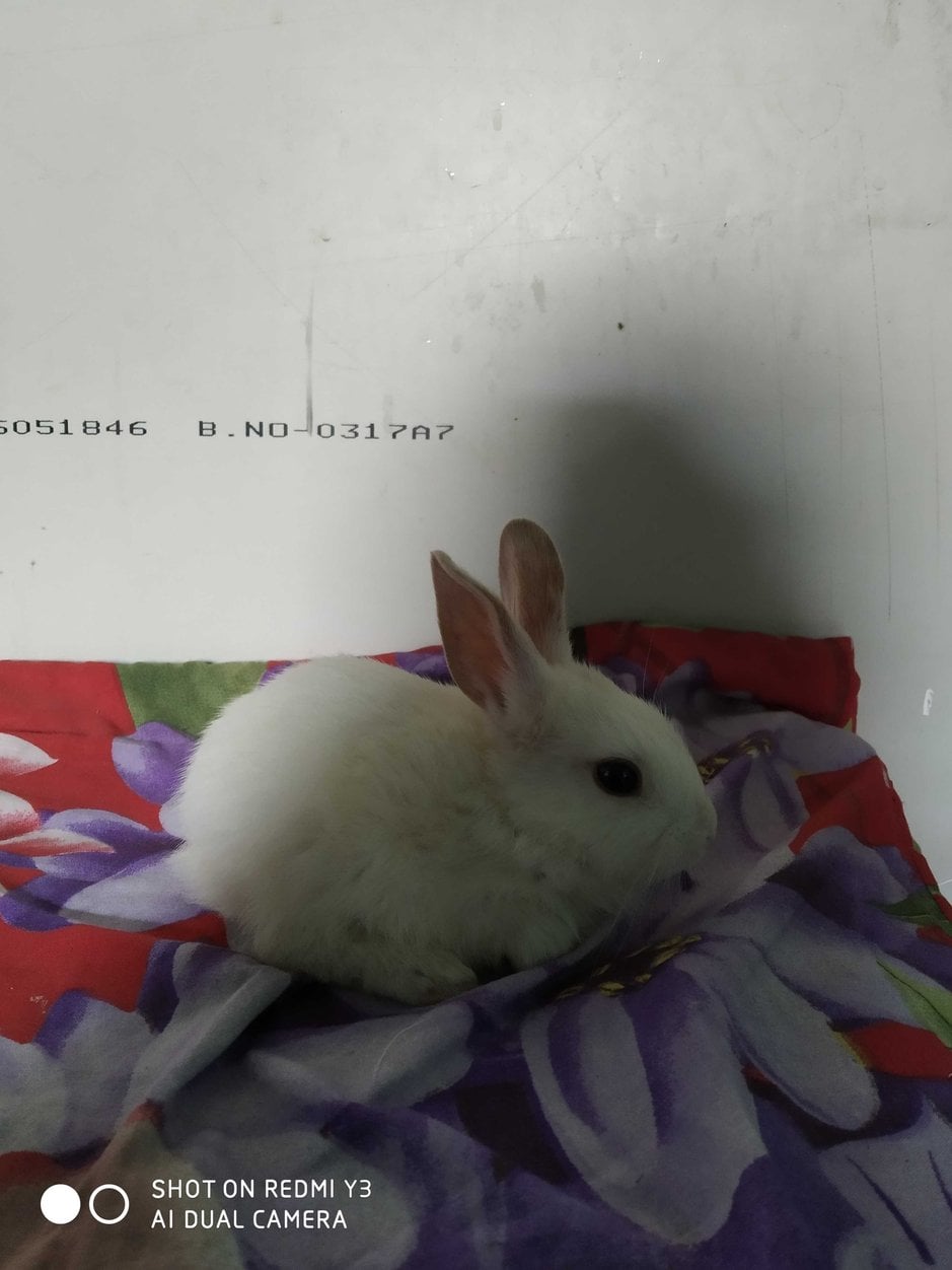 Rabbits For Adoption In Ahmedabad