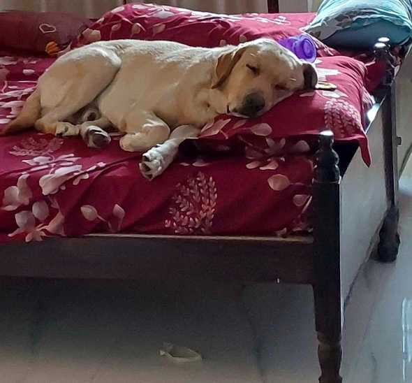Labrador Retriever Dogs For Mating In Hyderabad