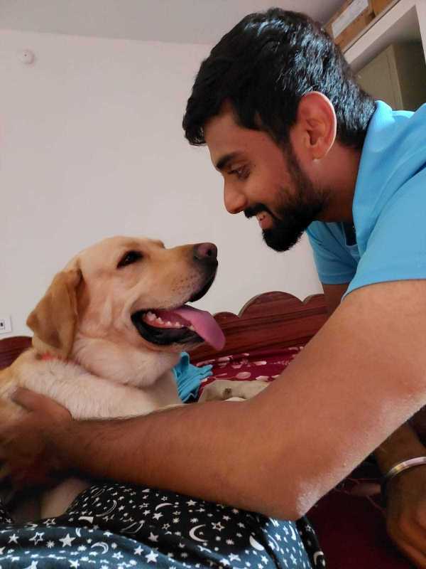 Labrador Retriever Dogs For Mating In Hyderabad