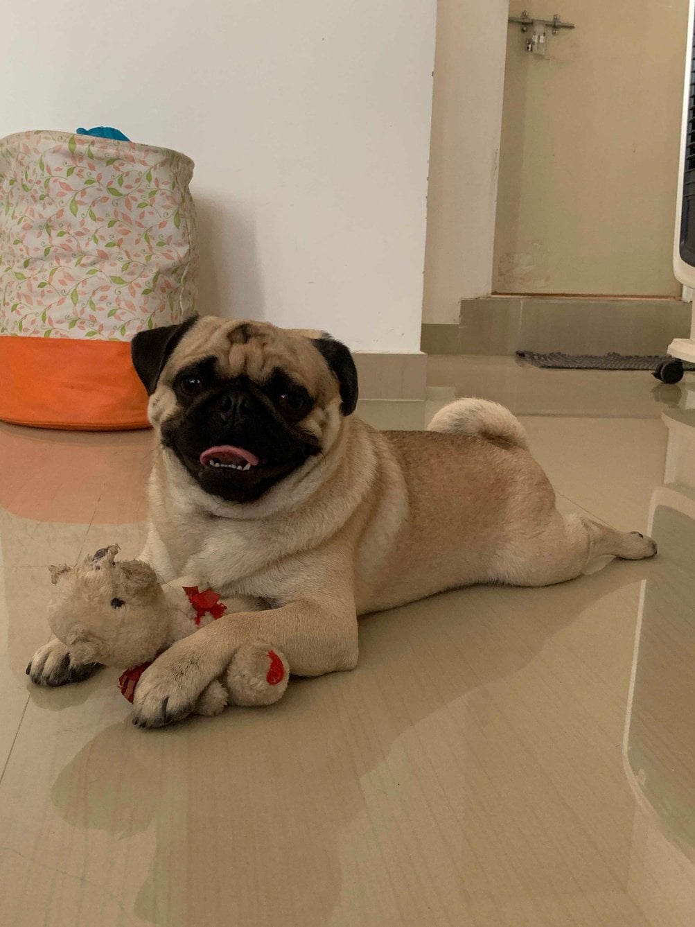Pug Dogs For Mating In Mysore