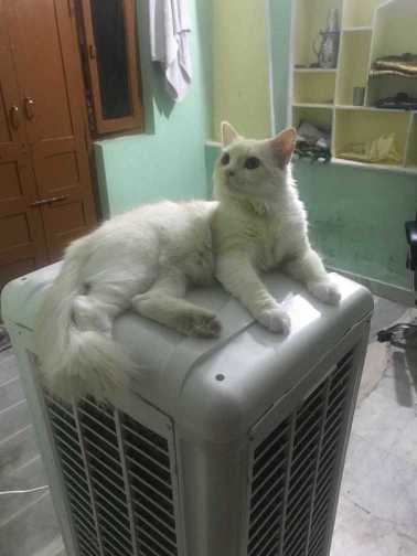 Persian Dogs For Mating In Hyderabad