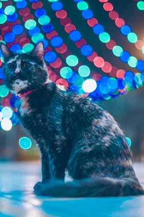 Persian Dogs For Mating In Surat
