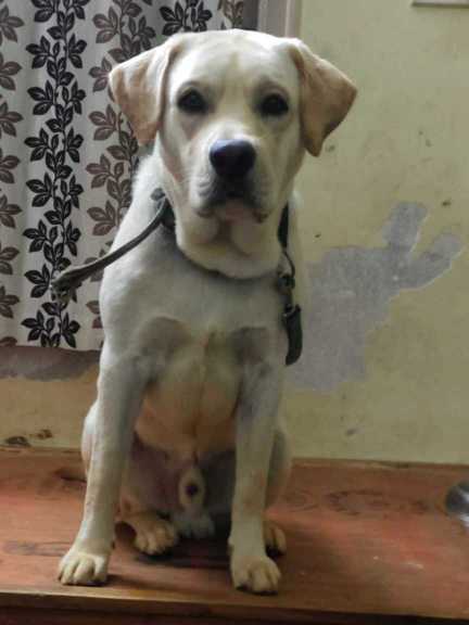 Labrador Retriever Dogs For Mating In Bangalore
