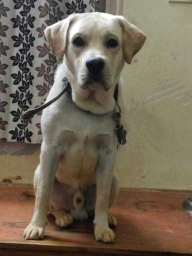 Labrador Retriever Dogs For Mating In Bangalore