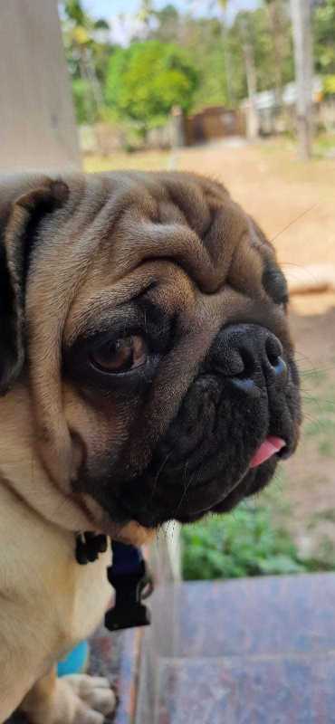 Pug For Sale In Delhi
