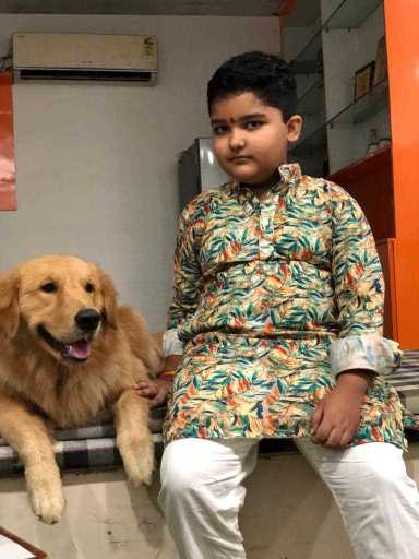 Golden Retriever Dogs For Mating In Gurgaon