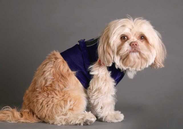 Lhasa Apso Dogs For Mating In Chennai