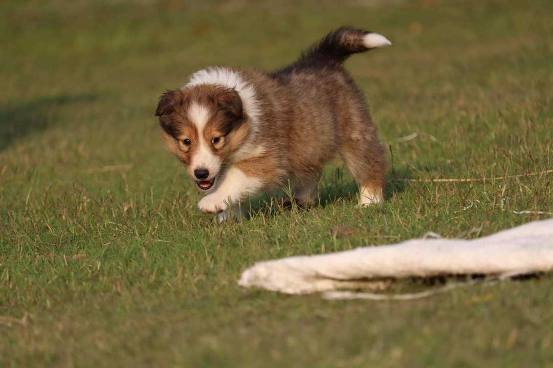 Rough Collie For Sale In Delhi