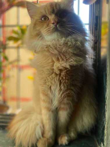 Persian Dogs For Mating In Mumbai
