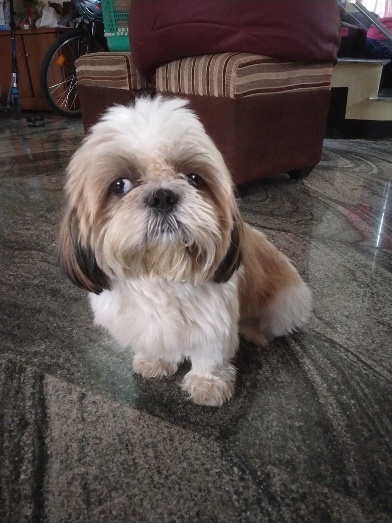 Shih Tzu Dogs For Mating In Pune
