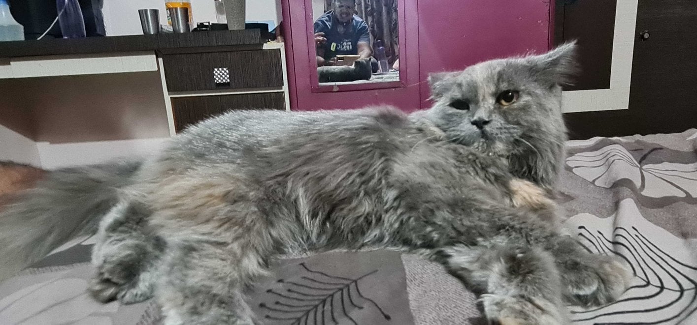 Persian Dogs For Mating In Sangli