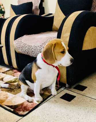 Beagle Dogs For Mating In Pune