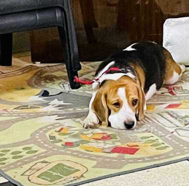 Beagle Dogs For Mating In Pune