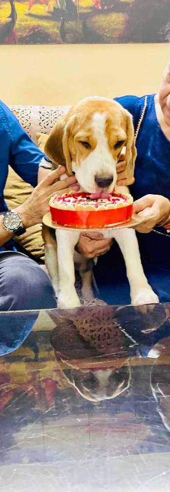 Beagle Dogs For Mating In Pune