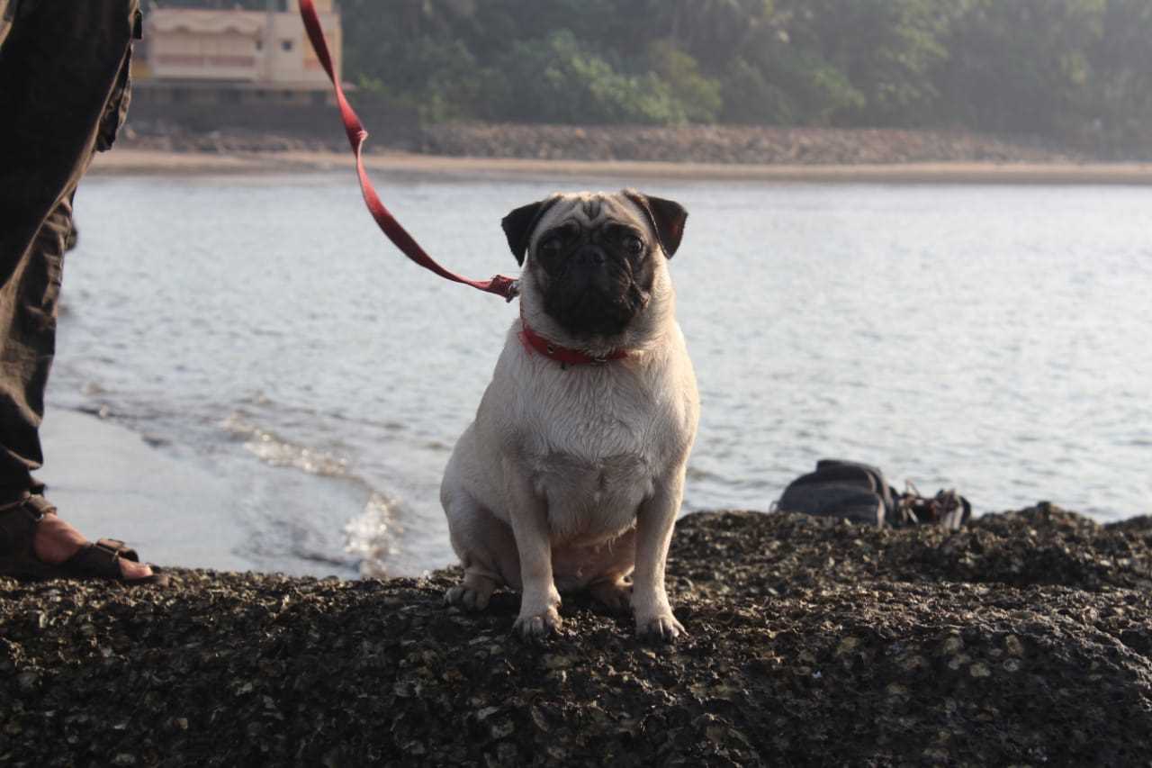 Pug For Adoption In Pali
