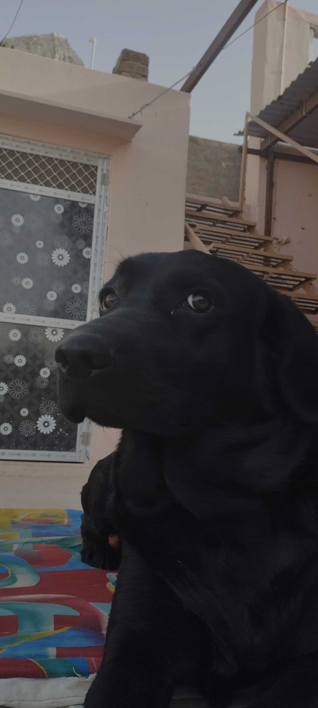 Labrador Retriever For Adoption In Pali