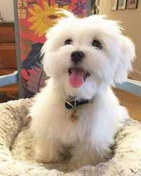 Maltese For Sale In Delhi