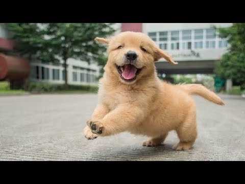 Golden Retriever For Sale In Bhubaneswar