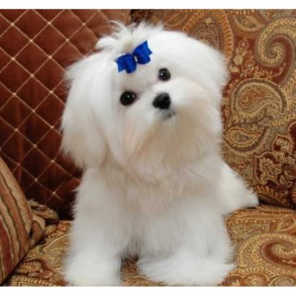 Maltese For Sale In Delhi