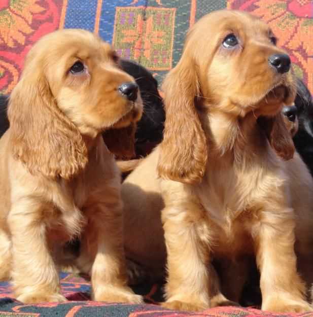 English Cocker Spaniel For Sale In Delhi