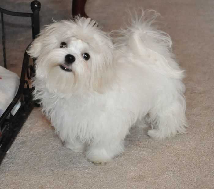 Maltese For Sale In Kochi