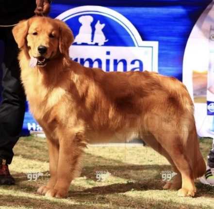Golden Retriever Dogs For Mating In Gurgaon