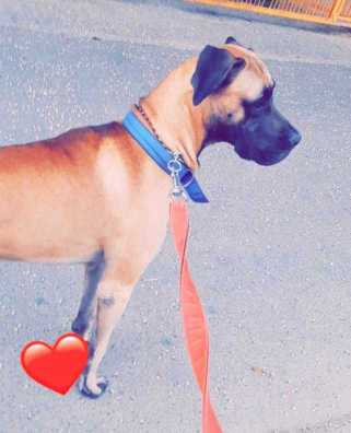 Great Dane Dogs For Mating In Ghaziabad
