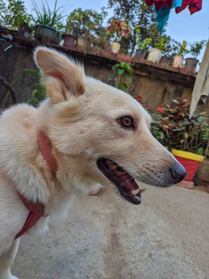 Pomeranian Dogs For Mating In Bangalore