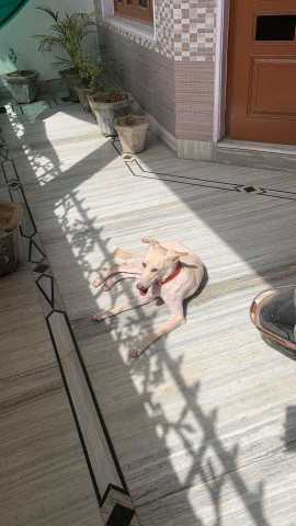 Indian Breed For Adoption In Fazilka