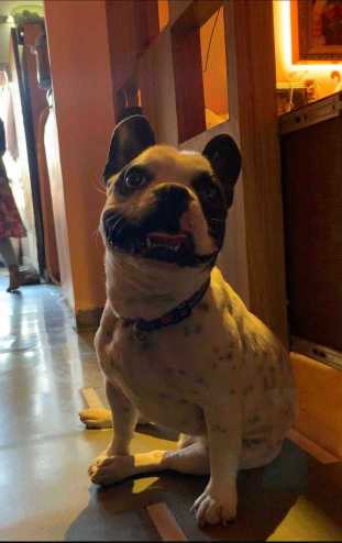 French Bulldog Dogs For Mating In Indore