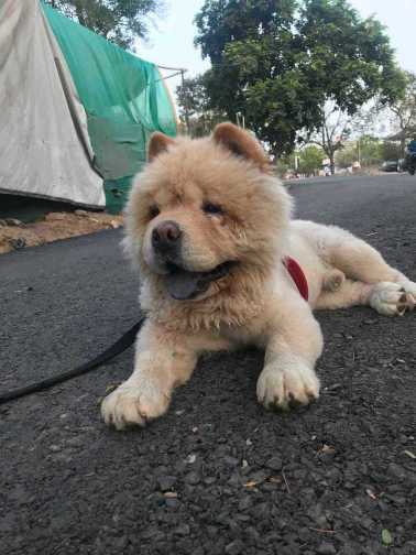 Chow Chow Dogs For Mating In Ahmedabad