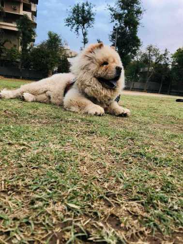 Chow Chow Dogs For Mating In Ahmedabad