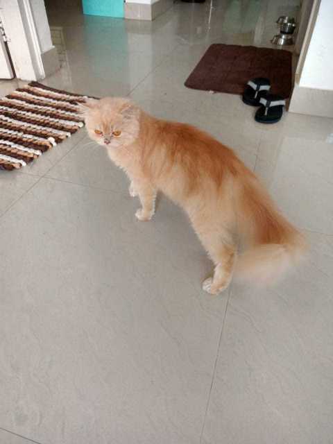 Persian Dogs For Mating In Bangalore