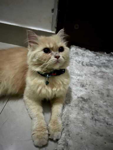 Persian Dogs For Mating In Bangalore