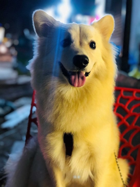 Indian Spitz Dogs For Mating In Hyderabad