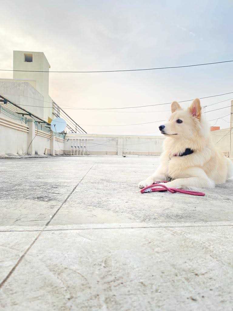 Indian Spitz Dogs For Mating In Hyderabad