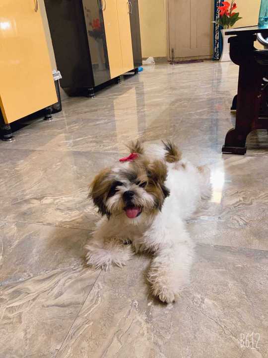 Shih Tzu Dogs For Mating In Chandigarh