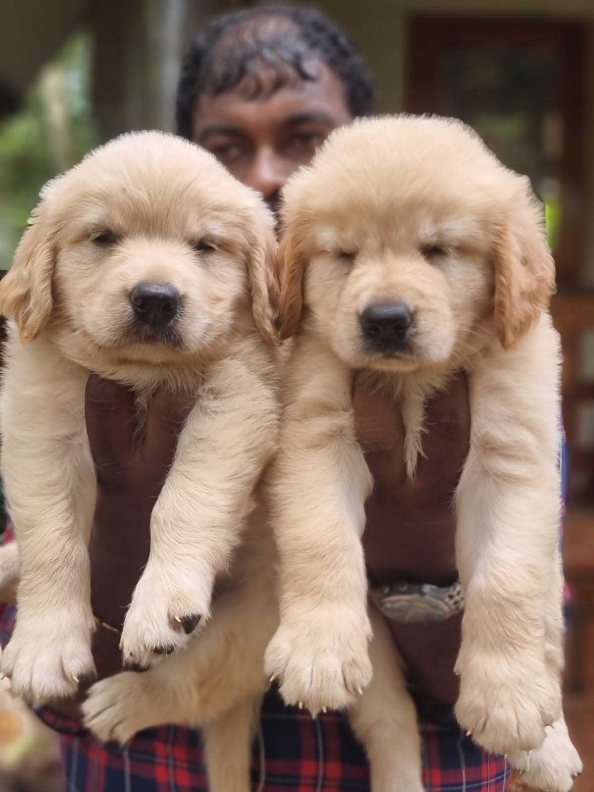 Golden Retriever For Sale In Bhubaneswar