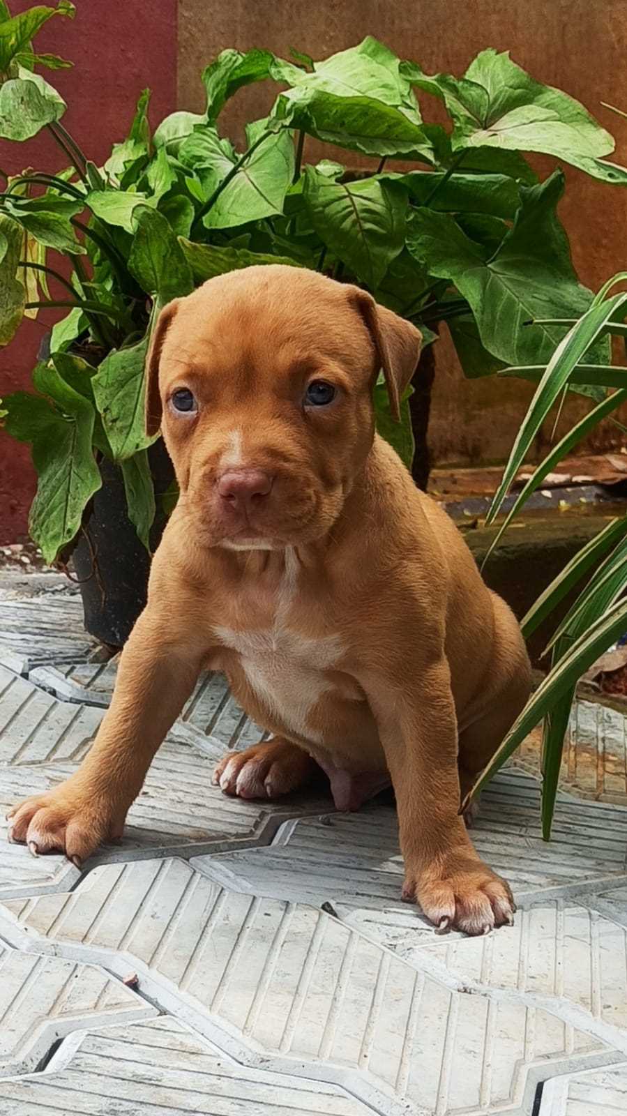 Pitbull For Sale In Chennai