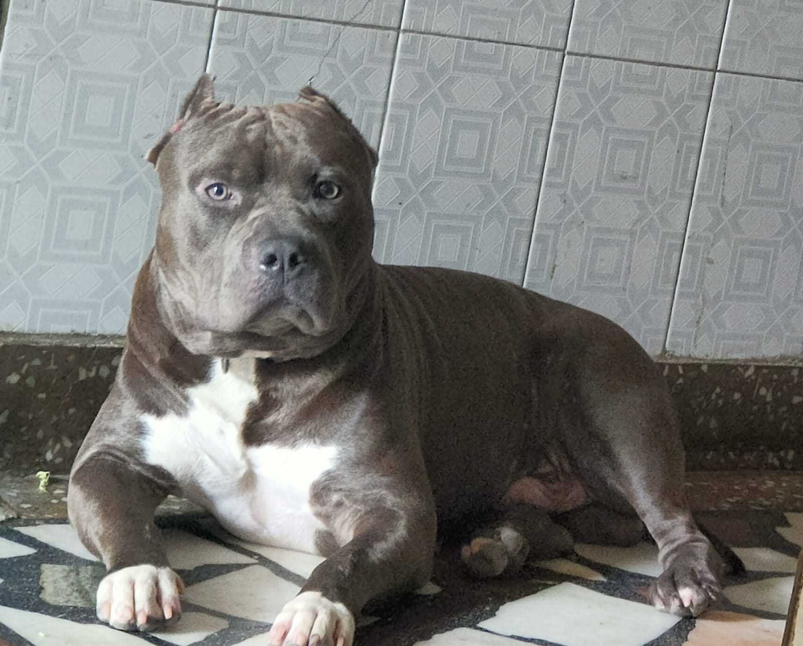 American Bully Dogs For Mating In Delhi